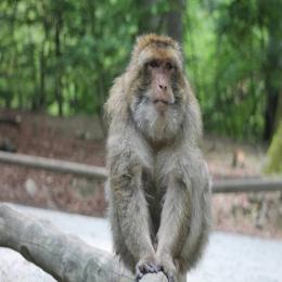 Os macacos-rhesus e sua vida social em grupo
