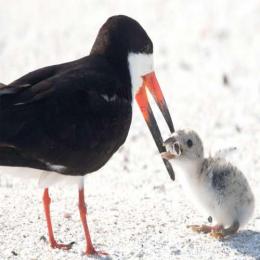 Fotógrafa registra ave marinha alimentando filhote com bituca de cigarro