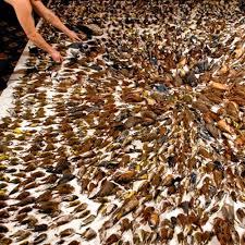 Chuva de pássaros mortos assustam australianos