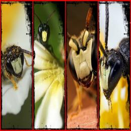 Você sabe quais são as espécies de abelhas que estão em risco de extinção?