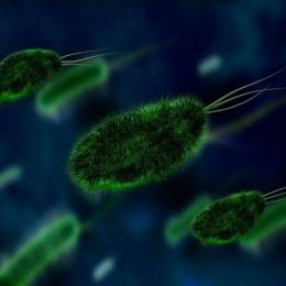 As bactérias e a guerra biológica