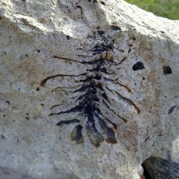 Como achar fósseis expostos em camadas de rochas?