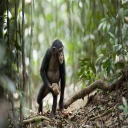 Será mesmo que os chimpanzés tem religião?