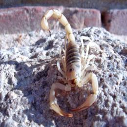 Escorpiões: os artrópodes mais antigos