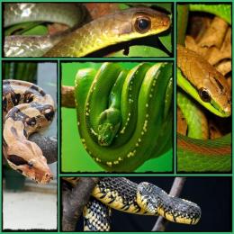 Qual a diferença entre as serpentes não peçonhentas e peçonhentas?