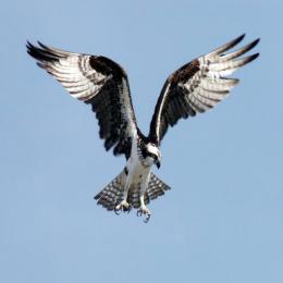 A incrível habilidade de caça da águia-pescadora