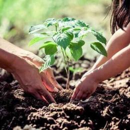 7 truques fáceis para cuidar das suas plantas