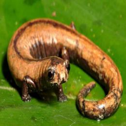 A única espécie nativa de salamandra brasileira, até hoje