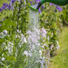 Aprenda a cuidar bem do seu jardim sem desperdiçar água