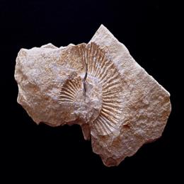 Como coletar os fósseis após as anotações primárias