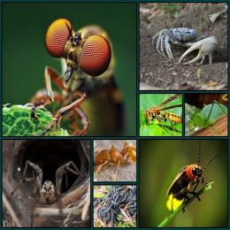 Mitos e verdades: insetos e outros artrópodes