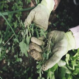Como cultivar as ervas e plantas em um solo saudável?