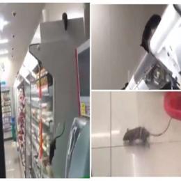 Vídeo mostra ratos fazendo a festa em supermercado e loja é fechada