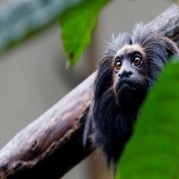 O mico-leão-preto: uma espécie única e ameaçada
