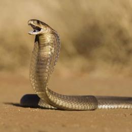 Cobras mais venenosas do mundo
