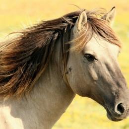Raças de cavalos mais caras do mundo