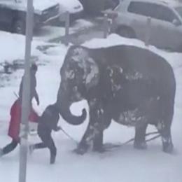 Elefantes fogem de circo para brincar na neve