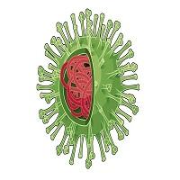 Coronavírus: quem está mais suscetível a ele e aos sintomas graves