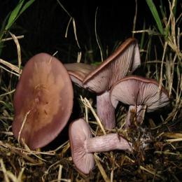 Os cogumelos Blewit