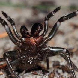Conheça o Top 10 das aranhas mais venenosas do mundo
