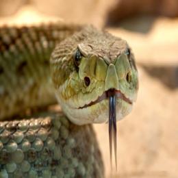 A mortalidade devido a picada de cobras pelo mundo