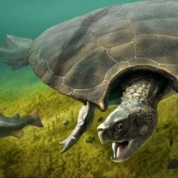 Descobertos fósseis de tartaruga do tamanho de um carro