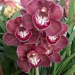 Seis dicas para cuidar bem das suas orquídeas