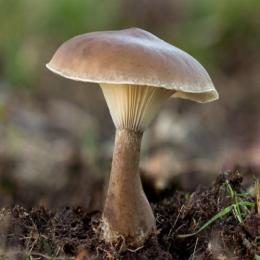 Descubra mais sobre os cogumelos Clitocibe