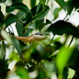 Biologia e evolução das cobras