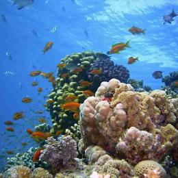Quase todos os recifes de coral morrerão nos próximos 20 anos