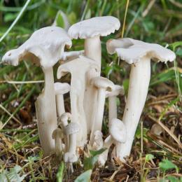 Descubra o cogumelo liófilo branco