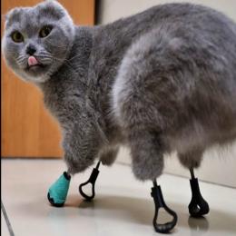 Conheça a gata biônica que teve as patas substituídas por próteses de titânio.