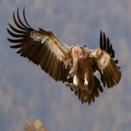 As diferenças entre os abutres e os falcões em relação ao corpo e voo