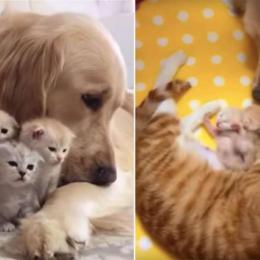 Golden Retriever se apaixona por gatinhos e ajuda mãe a cuidar dos filhotes