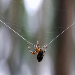 Aranhas contemporâneas: onde vivem e formas variadas