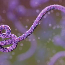 Estratégia usada na vacina contra o ébola pode ser aplicada para o novo coronavírus