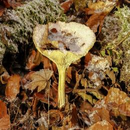 Os cogumelos do gênero Tricholoma