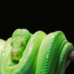 Os sentidos das cobras: visão