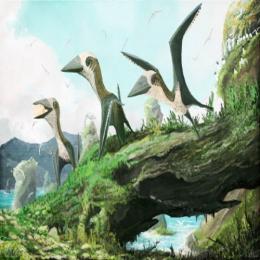Pterossauros em miniatura?