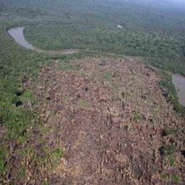 A desflorestação ajuda a transmissão de doenças de animais para seres humanos