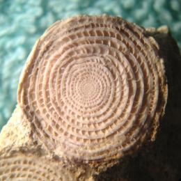 Os fósseis de foraminíferos: camerina
