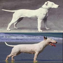 Como eram as raças de cães populares antes e depois de 100 anos de procriação