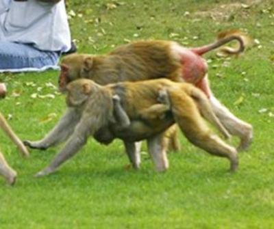 Macacos roubam amostras de sangue com coronavírus após atacar profissional de saúde