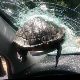 Tartaruga cai do céu e atinge carro em rodovia