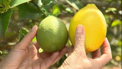 Tudo o que você precisa saber sobre a cura do limão