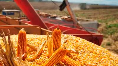 Entrada do milho safrinha pressiona cotações, mas preços seguem altos no BR; exportações devem retomar alta no 2ºsemestre