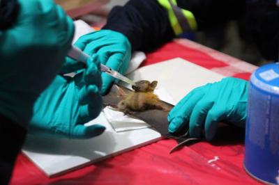 “Centenas” de novos coronavírus são achados em morcegos da China