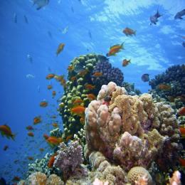 Os recifes de corais precisam de mares rasos e água limpa, mas e os da Amazônia?