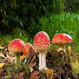 Os cogumelos mais venenosos do mundo