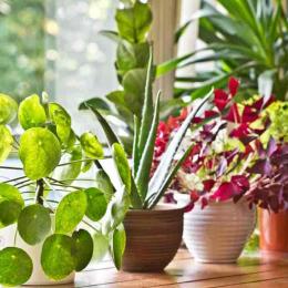 O que não deve fazer às suas plantas dentro de casa